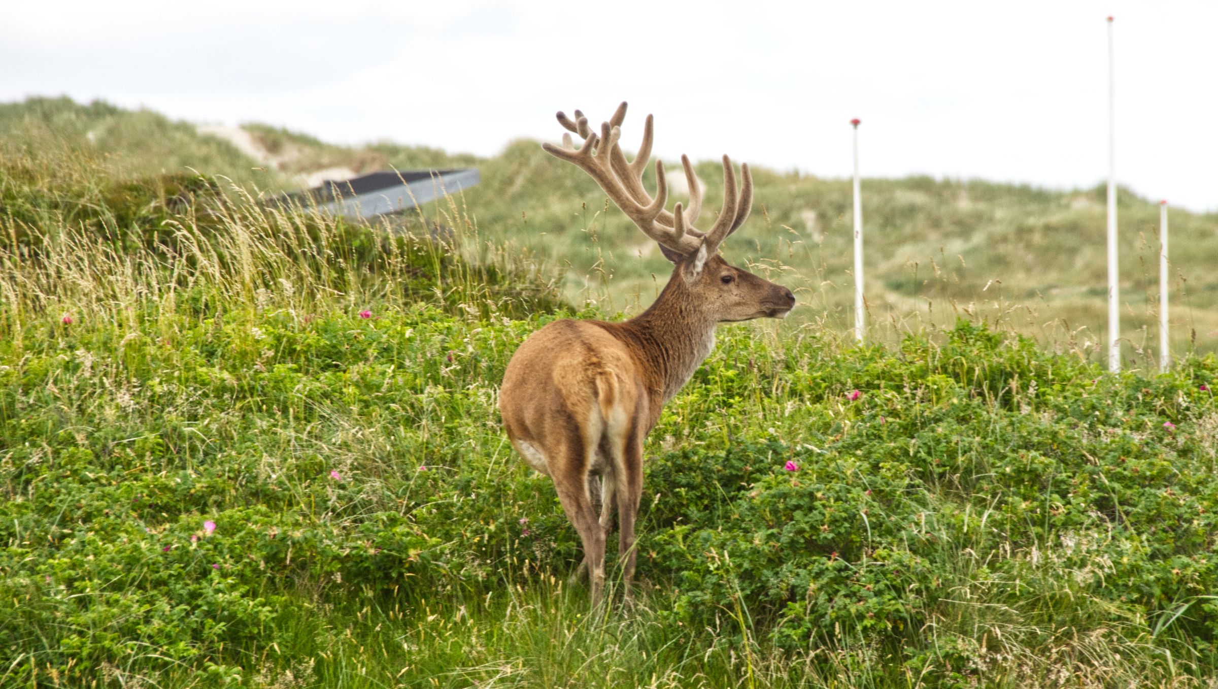 Hirschbesuch am frühen Morgen in Vejers Strand